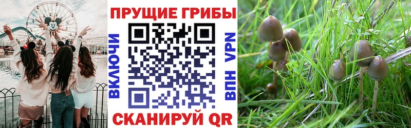 Галлюциногенные грибы мицелий  Заринск 